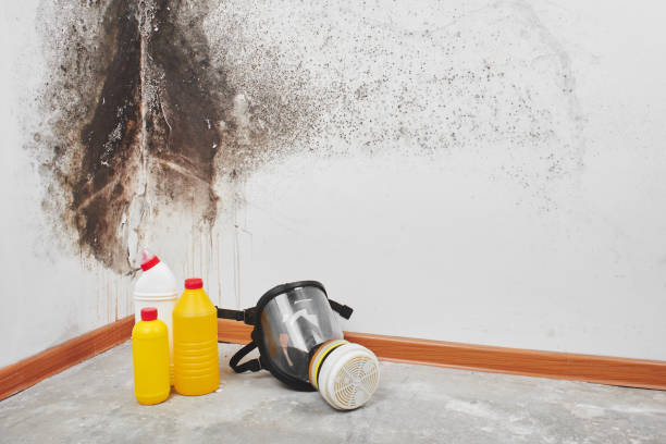 Best Mold Damage Repair  in Wise, VA