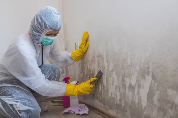 Best Same-Day Mold Removal  in Wise, VA
