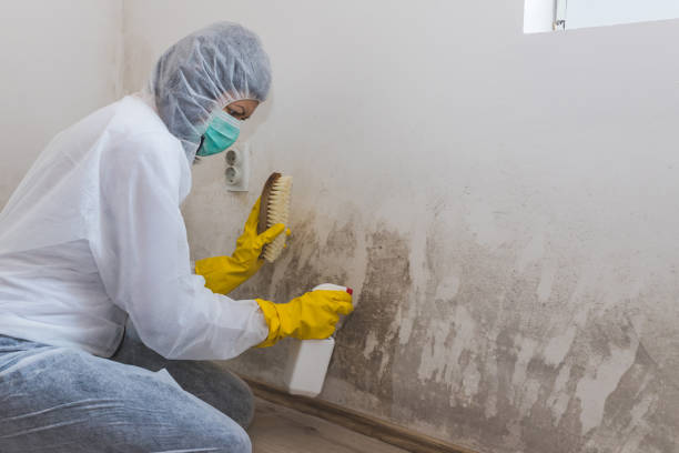 Trusted Wise, VA Mold Removal Experts