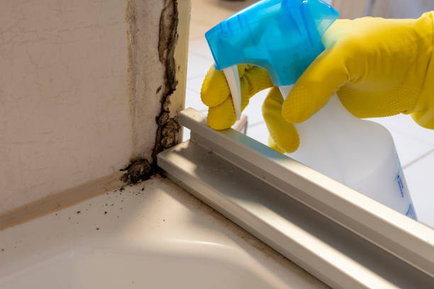 Mold Removal Process in Wise, VA