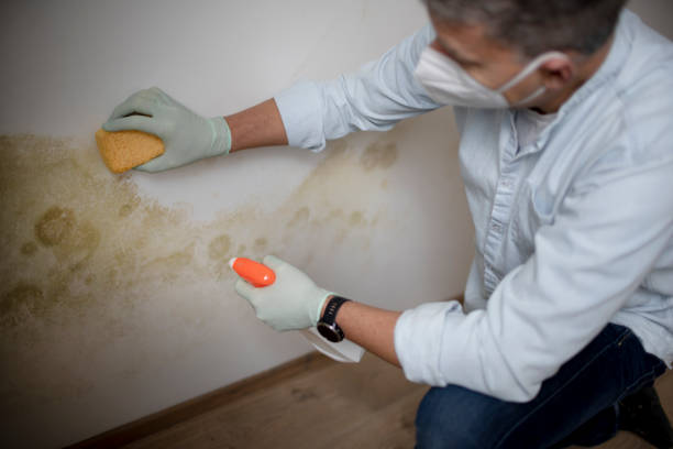 Best Mold Removal Process  in Wise, VA