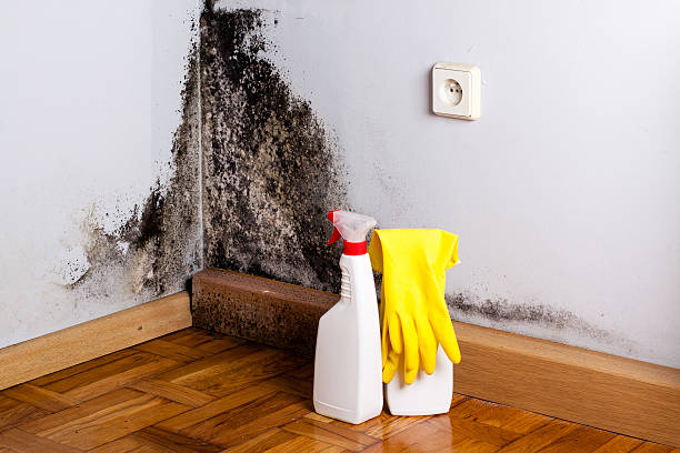 Best Local Mold Removal Service  in Wise, VA
