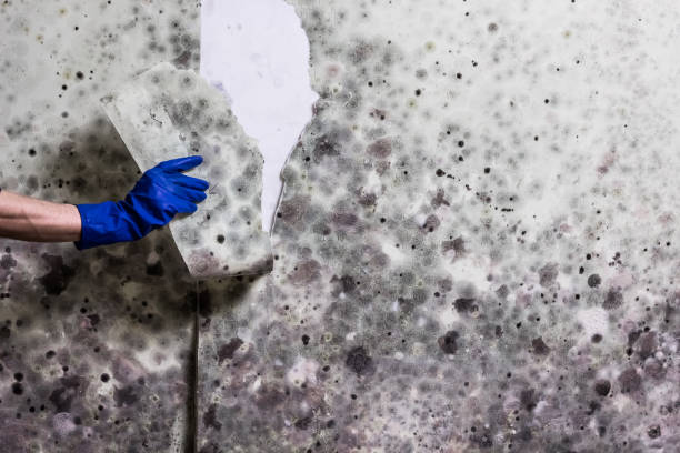 Crawl Space Mold Removal in Wise, VA
