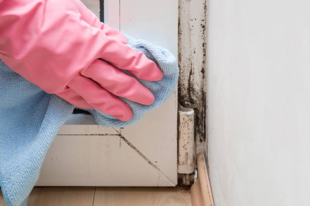 Best Toxic Mold Removal  in Wise, VA