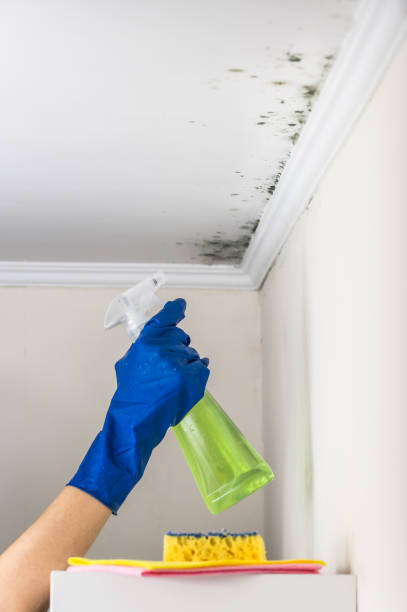 Best Toxic Mold Removal  in Wise, VA